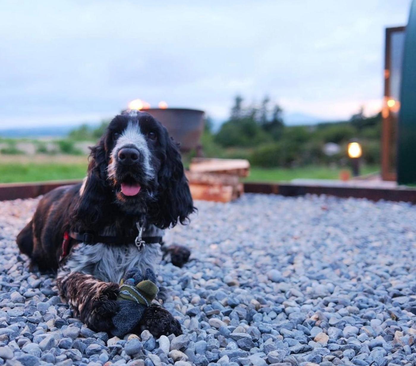 Forth Mountain Glamping Ballintlea Eksteriør billede